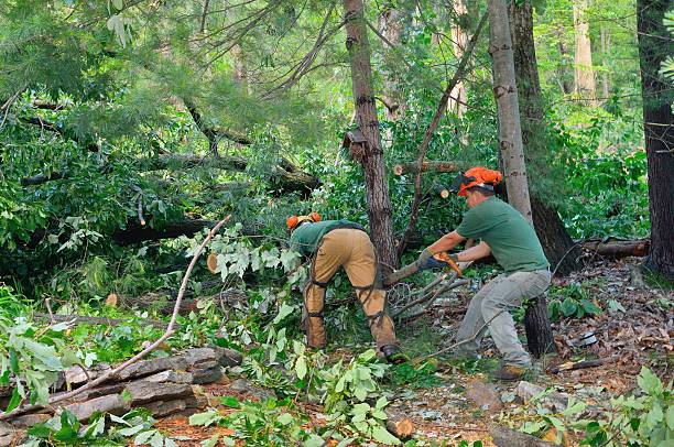 Best Emergency Storm Tree Removal  in Rancho Santa Fe, CA